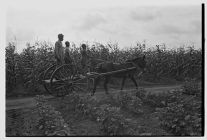Horse-cart in cornfield